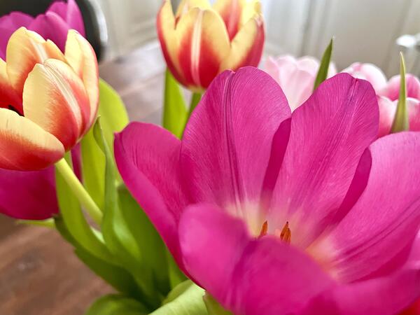 Bild vergrößern: Tulpen Frhling